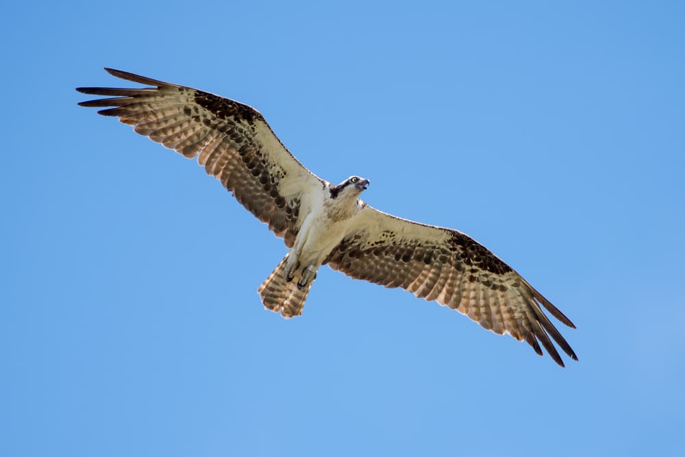 Aún hoy, además de las acepciones de ‘persona destacada en algo’ o ‘jefe’ —que son las más usuales—, el Diccionario da como primer significado de gerifalte ‘halcón de gran tamaño, que vive ordinariamente en el norte de Europa’.