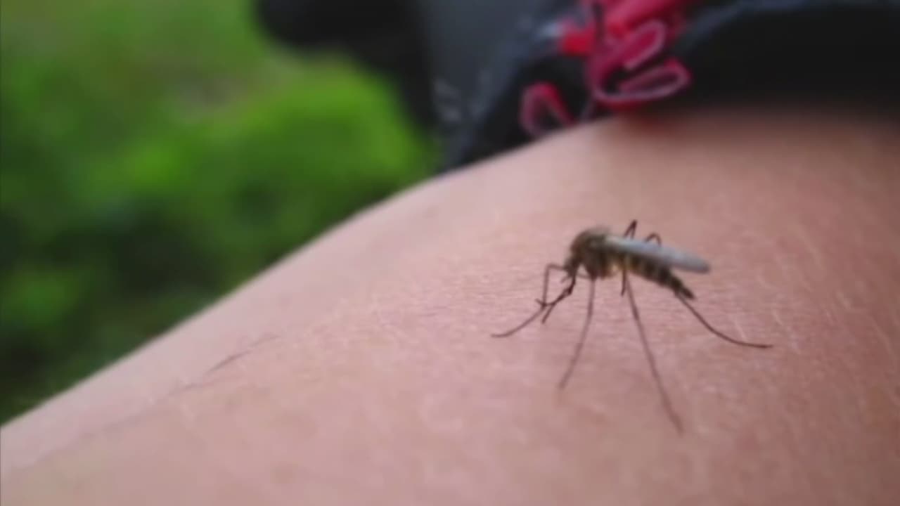 Comienza la semana del mosquito en EEUU: esto es lo que debe saber de las picadas y transmisión de enfermedades