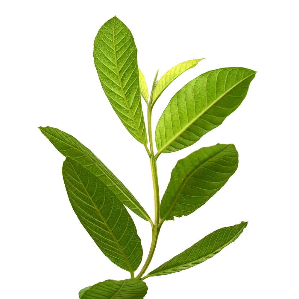 Si tienes muchos malestares gástricos como colitis, reflujo o hasta señales de úlcera, el té de hojas de guayaba también te ayuda mucho a aliviarte.