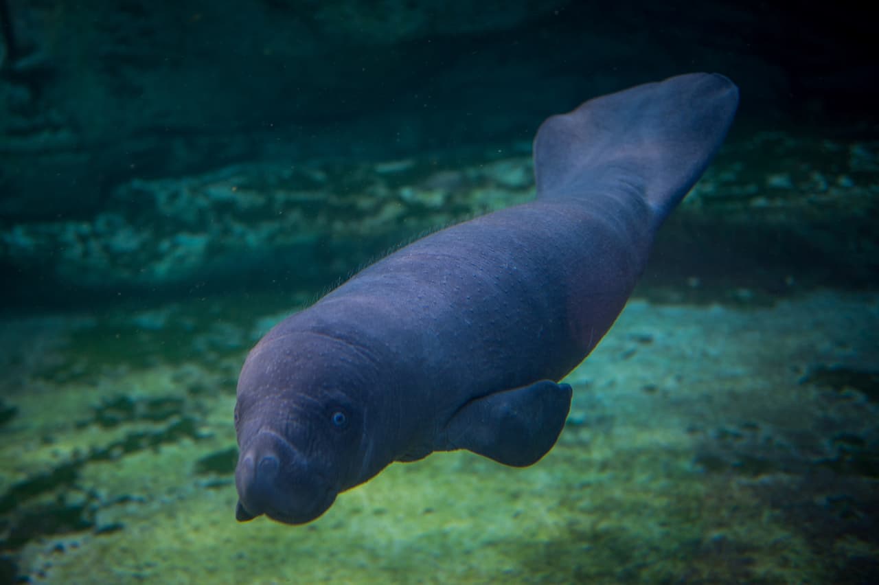 <b>Cambian de dientes constantemente. </b>Al igual que sus parientes más cercanos, los elefantes, los manatíes reponen sus dientes naturalmente de forma constante.
<br>