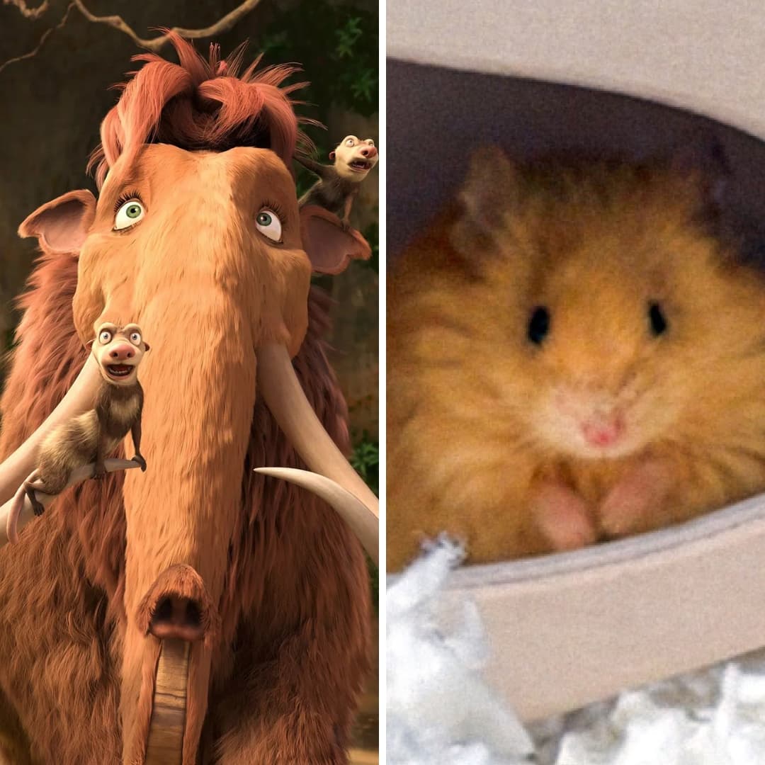 Usan genes de mamuts para crear 'ratones lanudos': ¿Podrán revivir animales extintos?