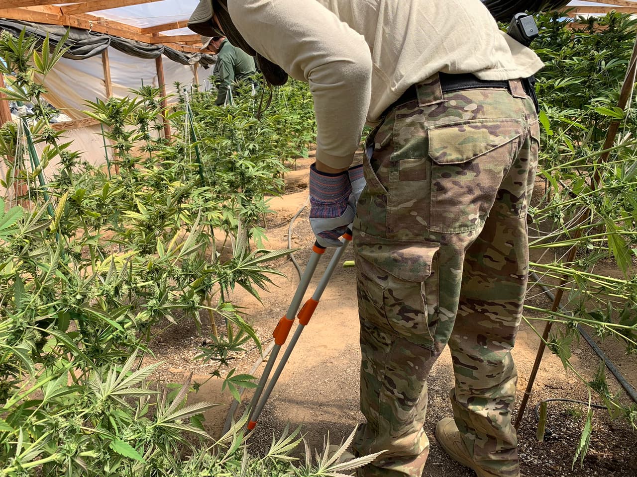 Estado de emergencia en Oregon por cultivos ilegales de marihuana y casos de 'narcoesclavitud'