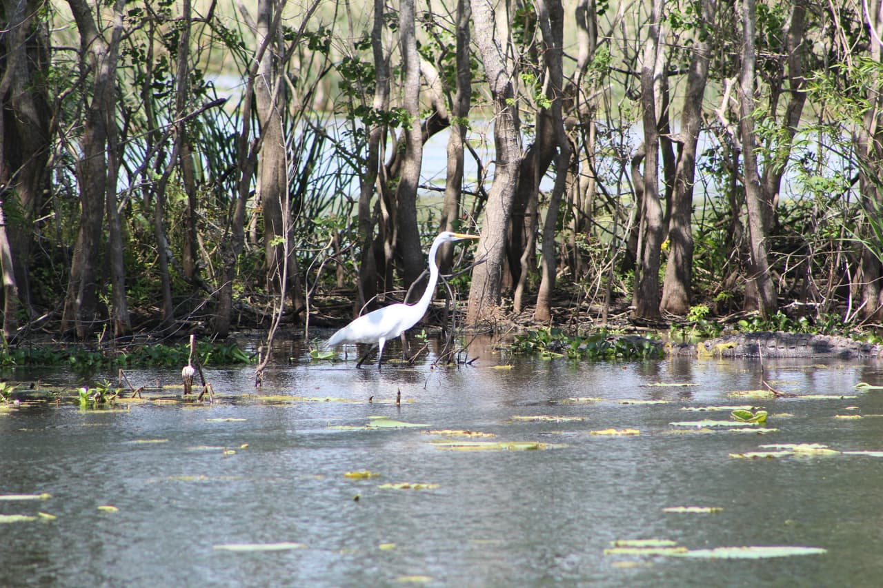 Varias especies de aves viven en los pantanos del parque Brazos Bend. La que se observa en la foto es una grulla de chilla.