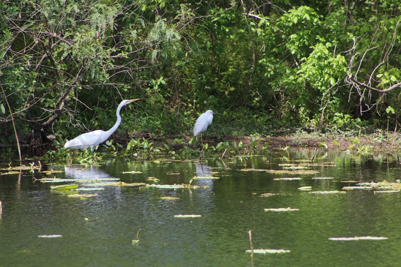 Varias especies de aves viven en los pantanos del parque Brazos Bend. La que se observa en la foto es una grulla de chilla.
