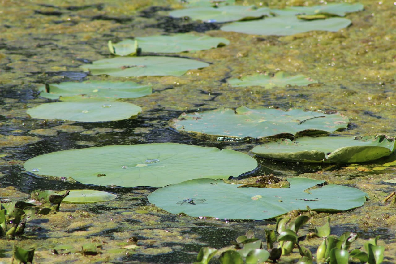 Ten presente que los pantanos del parque Brazos Bend son el hábitat de diversas especies. Evita arrojar basuras o comida.