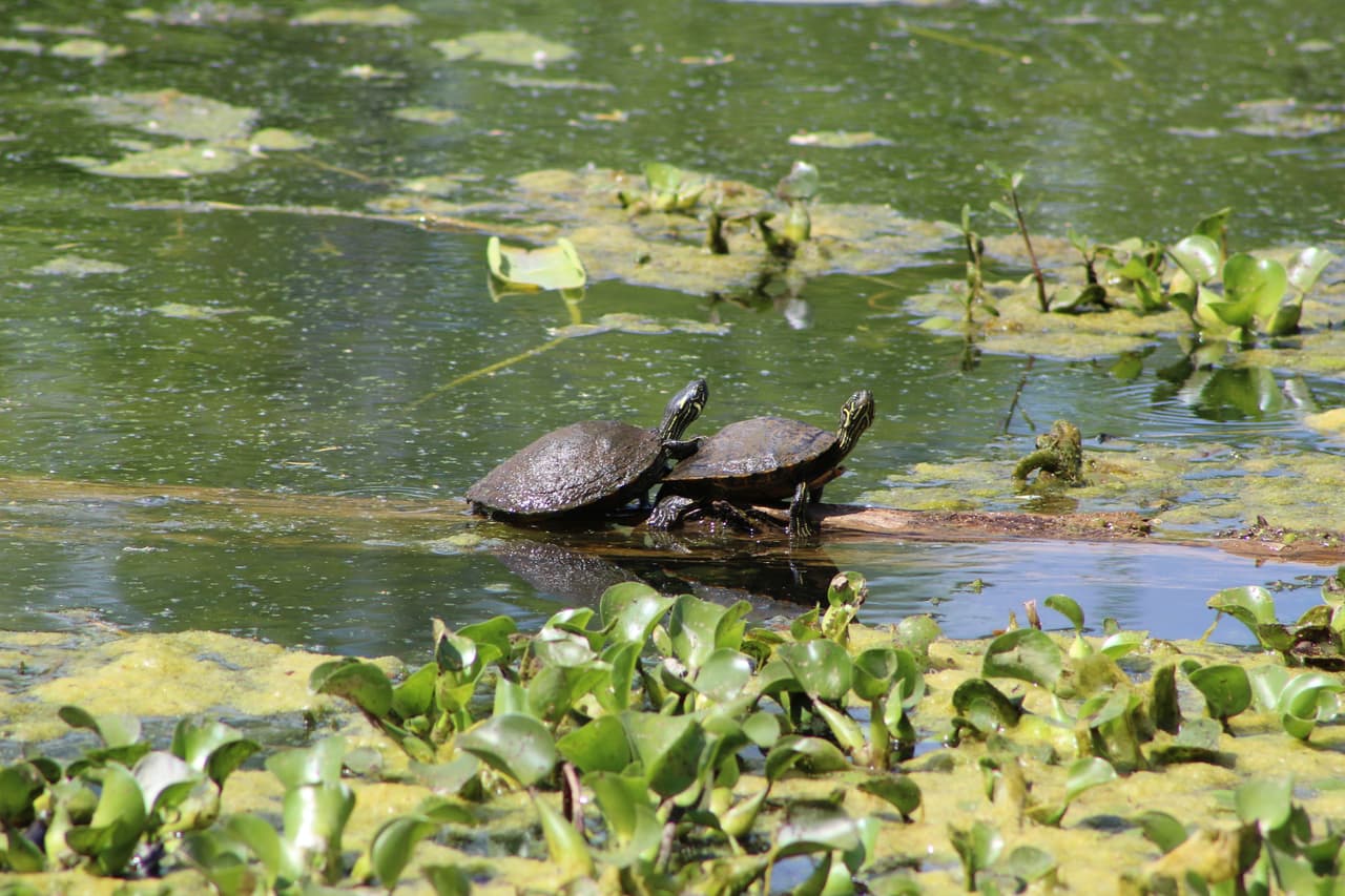 En los pantanos del parque Brazos Bend también habitan varias especies de tortugas. En la foto se observa una especie conocida en inglés como Apalone (Trionyx) spinifera.