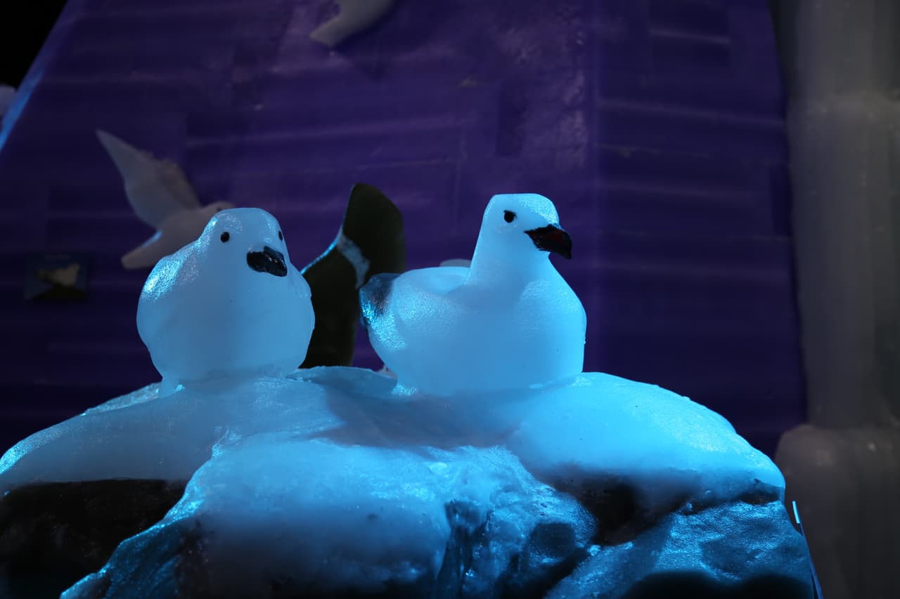 Aves de alta mar: el págalo grande o skúa es una especie depredadora y oportunista que habita en aguas del Atlántico y con frecuencia migra hacia el norte del continente.