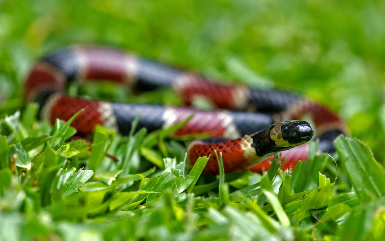 Para mantener a las mascotas seguras, la oficina del Alguacil del Precinto 4 del condado de Harris ha proporcionado varios consejos de seguridad.