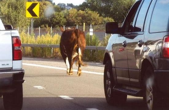 Vaqueros atrapan a la vaca que enloqueció a la policía de Nueva York