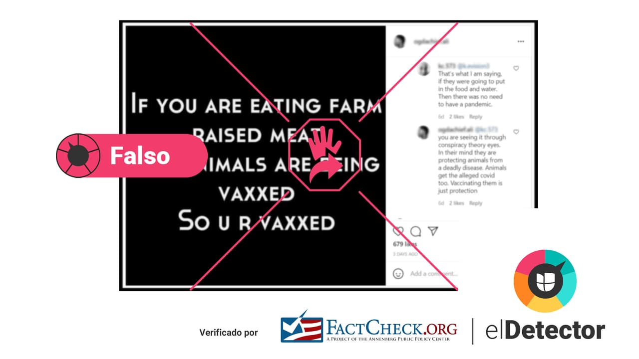 Es falso que el ganado recibe la vacuna contra el covid-19 y que esta se transfiere a las personas al comer carne