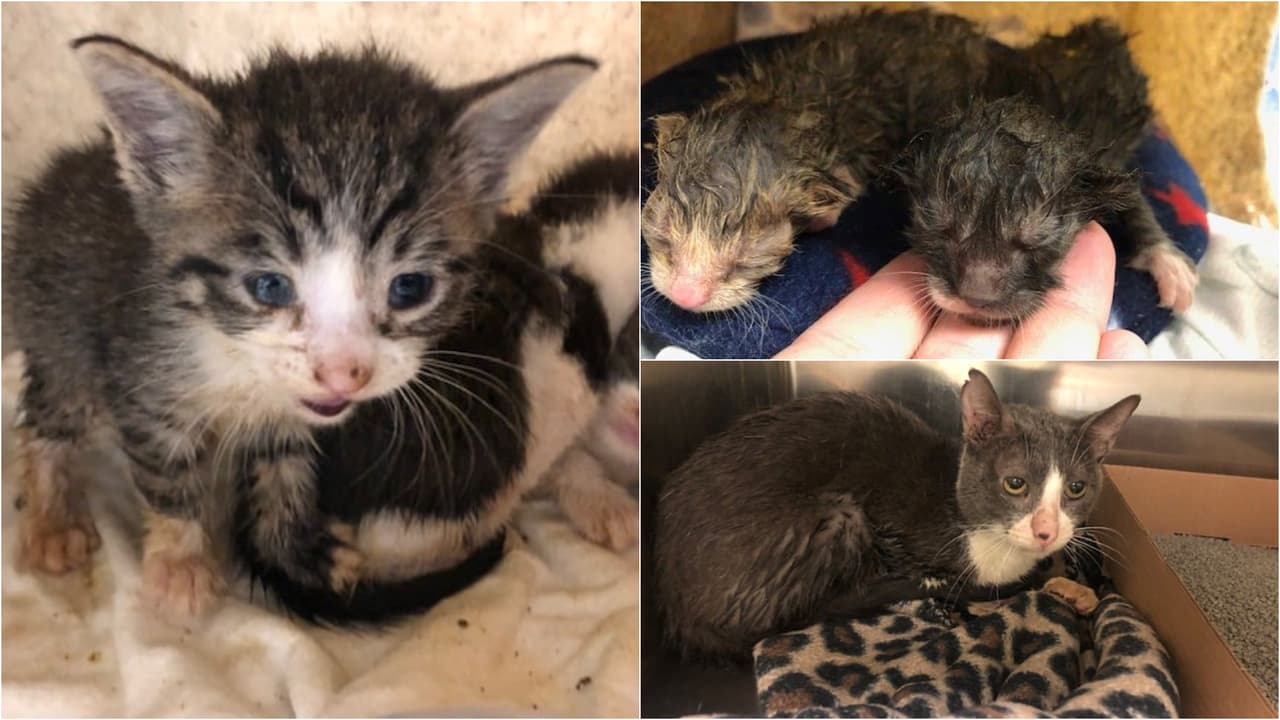 Insólito: Contratista encuentra 15 gatos en el interior de una pared