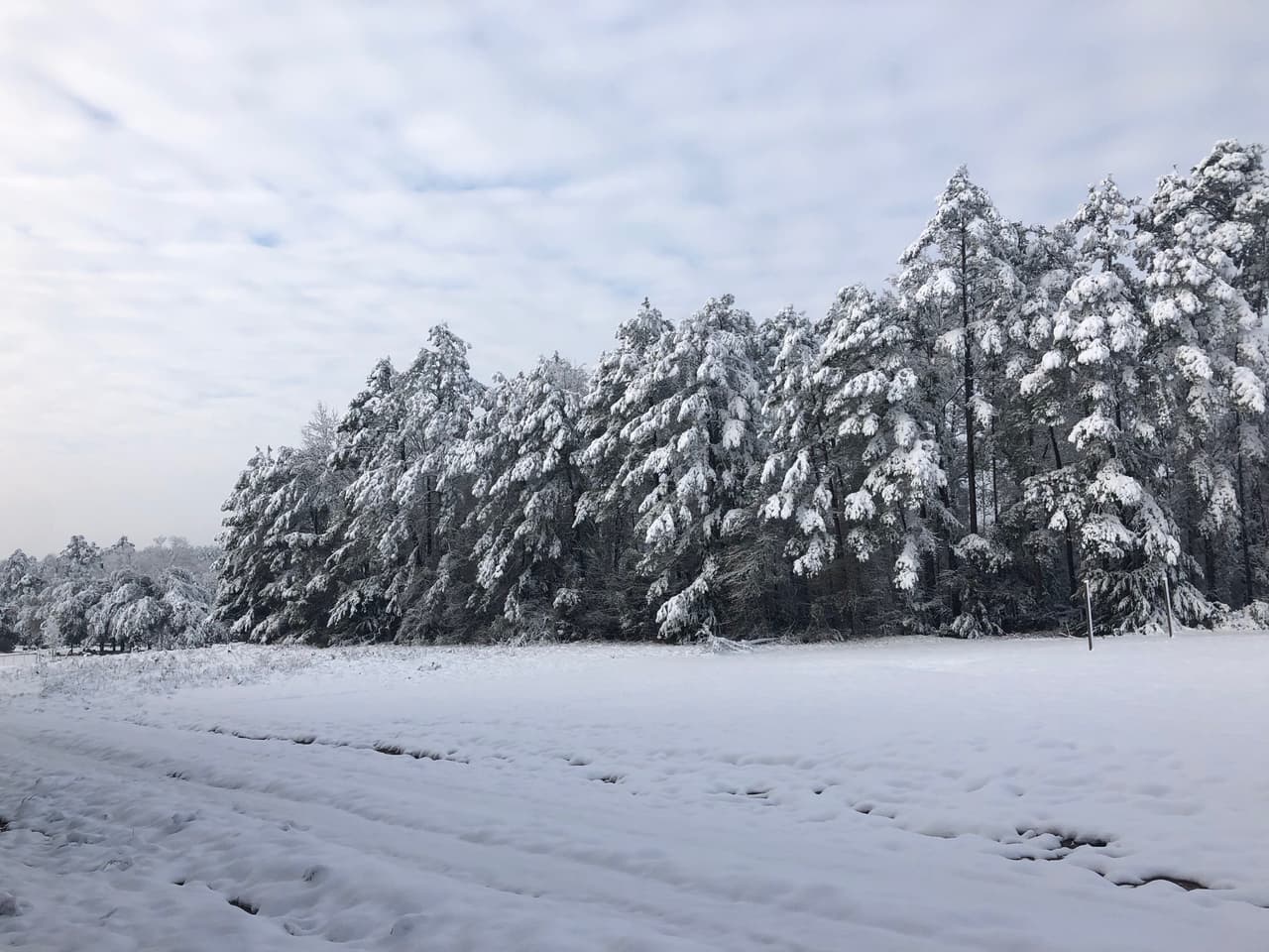 Los funcionarios del Servicio Forestal de Texas A&M están pidiendo a los propietarios que no entren en pánico. Es posible que los árboles dañados solo hayan sufrido un revés temporal y los árboles sanos deberían producir un nuevo crecimiento en unas pocas semanas.