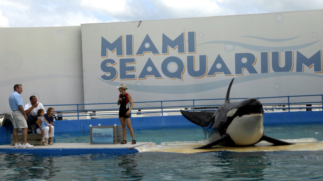 Jueza desestima demanda contra Miami Seaquarium por cautiverio Lolita