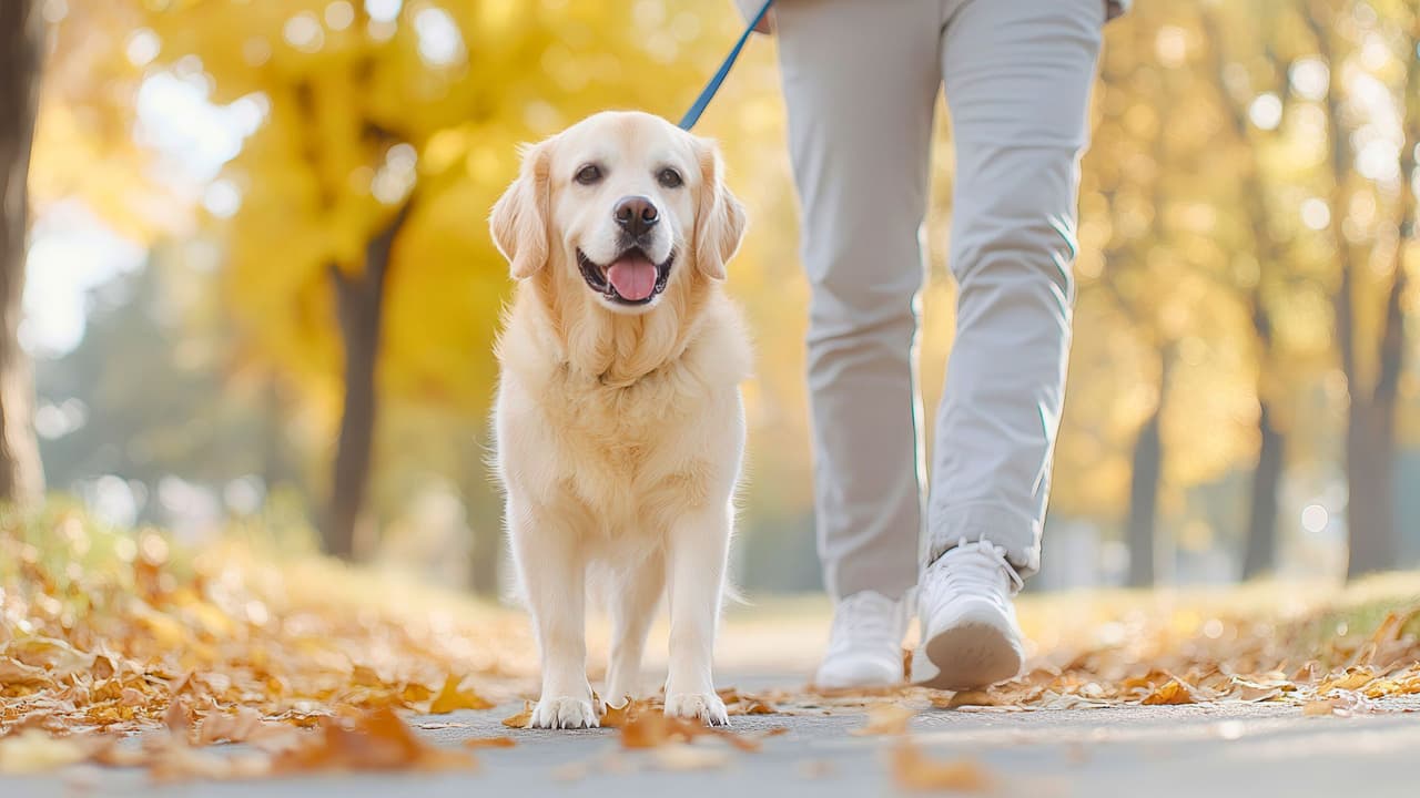 <h3 class="cms-H3-H3">Agua, sombra y horarios: lo básico, pero vital </h3>
<br>Si vas a salir con tu perro, no esperes a que tenga sed. Llena una botella y lleva un recipiente portátil. En casa, que el agua esté siempre limpia y en sombra. Un tazón al sol no sirve de nada. Y no lo saques a pasear a mediodía. El pavimento puede alcanzar hasta 140 °F. Haz esta prueba: 
<b>pon tu mano sobre el suelo durante cinco segundos. Si te quema, imagina sus patitas.</b> Organizaciones como 
<a href="https://www.sanantoniopetsalive.org/" target="_blank">San Antonio Pets Alive!</a> recomiendan 
<b>pasearlos antes de las 9 de la mañana o después de las 7 de la tarde.</b> Y sí, aunque tú tengas ganas de correr, si él se queda atrás jadeando, lo que toca es volver a casa.