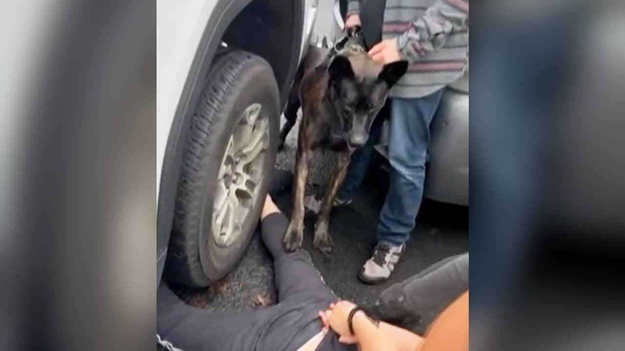 Inmigrante es atacado por perro de una agencia federal mientras era detenido frente a su familia