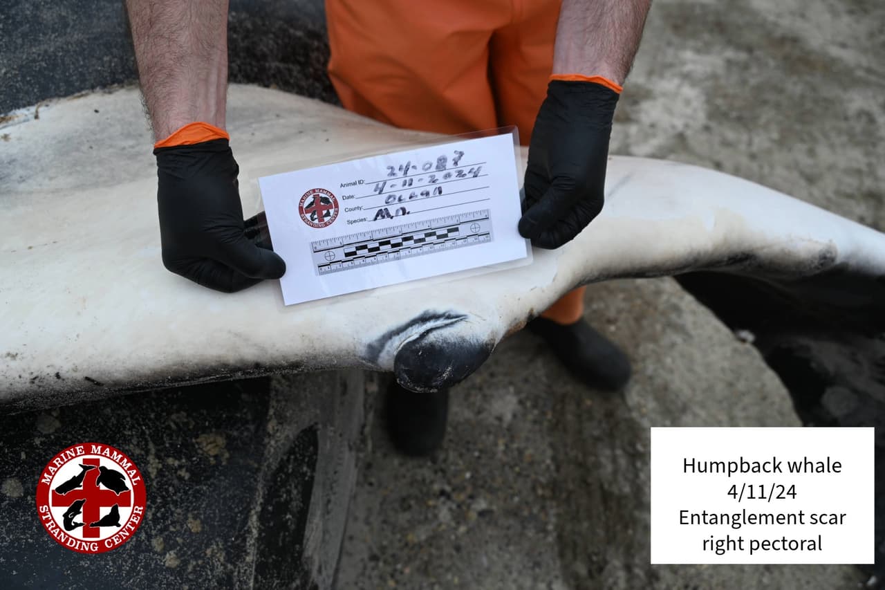 Tenía hematomas alrededor de la cabeza, múltiples fracturas del cráneo y fracturas cervicales; numerosas costillas dislocadas y un húmero también dislocado. De los órganos internos, solo el corazón era identificable.