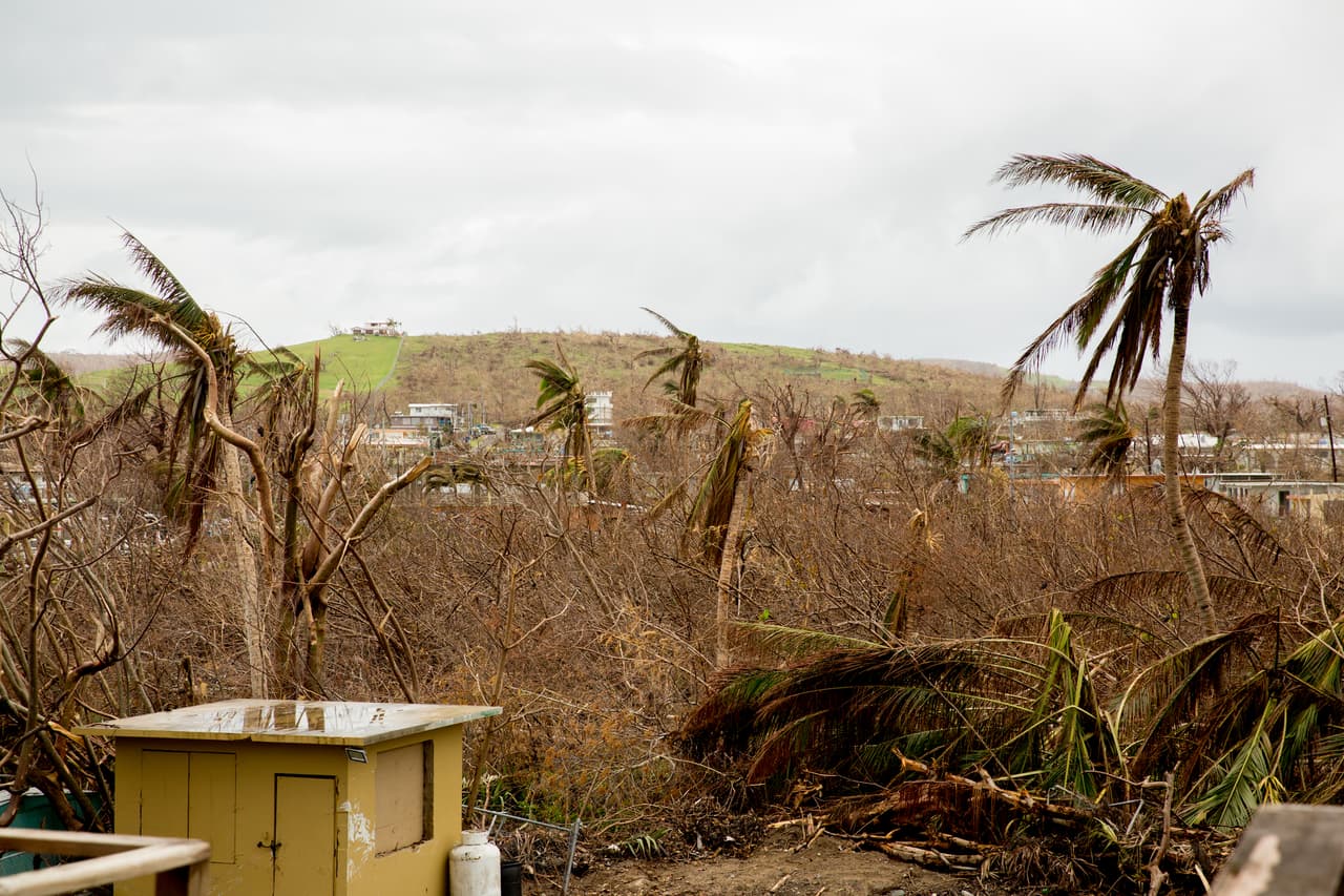 La vegetación de isla luce devastada y reseca. Los bosques de palmeras de las costas que antes fueron tan verdes se han reducido a un montón de madera rota y restos de construcciones. Vieques es una pequeña isla de calles angostas a lo largo de sus 20 millas de largo por casi cuatro de ancho.