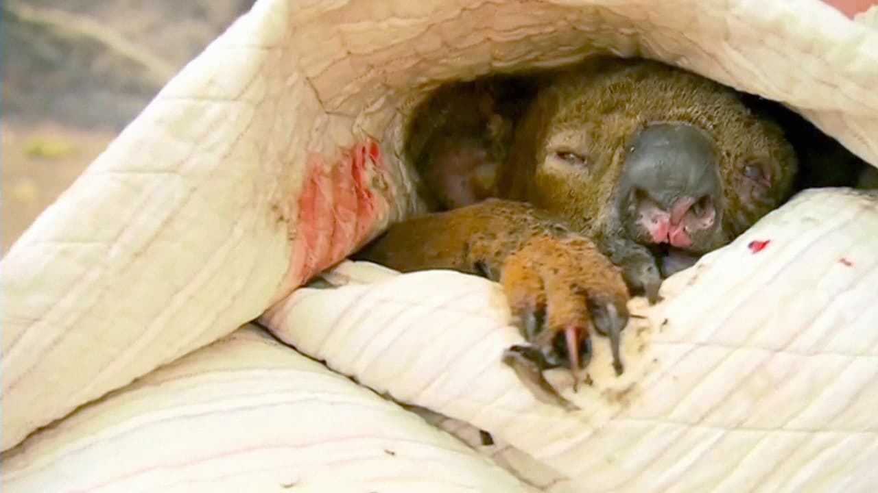 El koala que fue 
<a href="https://www.univision.com/noticias/el-angustiante-rescate-de-un-koala-quemado-atrapado-en-un-incendio-forestal-video">rescatado del fuego por una mujer en Australia</a> murió, 
<a href="https://www.facebook.com/koalahospital/posts/10157870122199662?__xts__[0]=68.ARDa9wENR7ReBkwdFC4pvCjq4XRDUqyg80dfYXV52-9MZTf8epZ1AuhiU_RpegdQ26-h67GMrfVZ1z-u50uEXRkuVxiMXuLYcRzVUgeZIlzDTyYei6qmfMvfpV6VBAZhFl8vRCBbPsJJ-do5pf_BrM2VyXGVNY7Y2G1i57Ap5fMOdvudyR5wne66gzYfdlwW2tk_wR6U3Ia_qCZq-w7v1Se2FGUQrPBnZqAnKYmCM9j2C0oZ74mIhBVB8DVn9HQrNeFjfSMkISKQrnJ1VQtFYaYG1f2XLrAm1qqyWrsy5DvK-22l4ksdA05BQL7A8E9HS9MqSsB5xwsa66_D&__tn__=-R" target="_blank">según informó el Hospital Koala Port Macquarie</a> en su cuenta de Facebook, donde estaba siendo atendido el animal. El pequeño había sido bautizado como Ellenborough Lewis, en honor a uno de los siete nietos de la mujer que arriesgó su vida para rescatarlo.