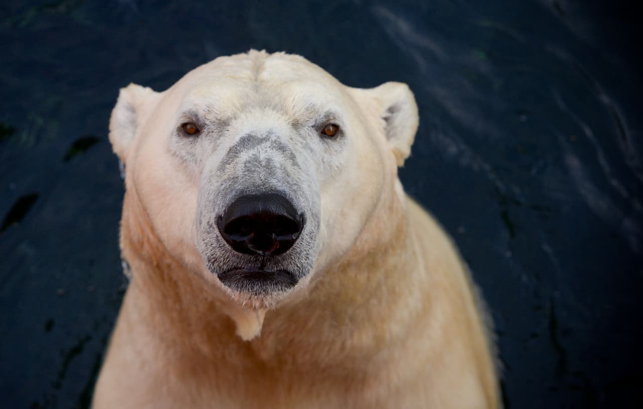 El 27 de Febrero se observa el Día Internacional del Oso Polar. Los osos polares están clasificados bajo la convención de CITES como especie Vulnerable.