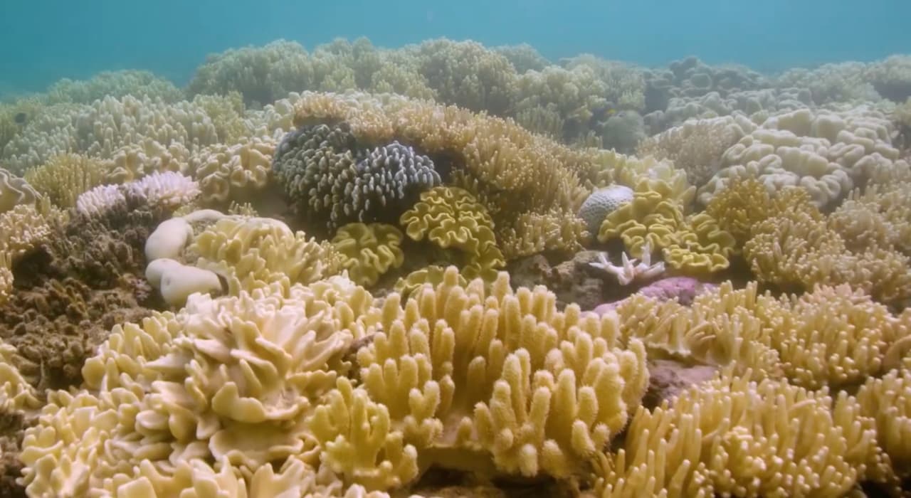 Un científico de Florida está obsesionado con 'reforestar' los arrecifes