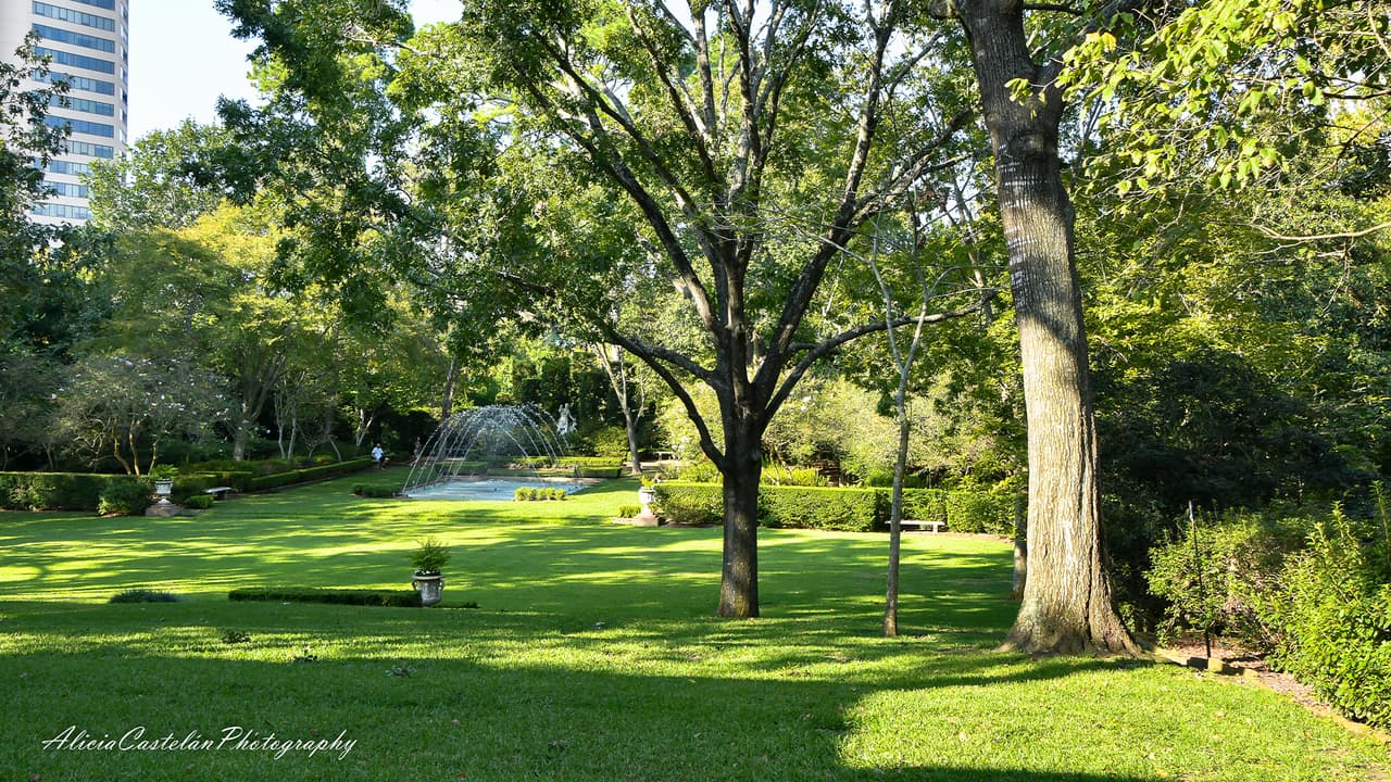 “Los jardines de Bayou Bend eran originalmente, en palabras de Miss Hogg, nada más que un denso matorral cuando comenzó a desarrollar la propiedad a fines de la década de 1920”, señala la página oficial de Bayou Bend Gardens