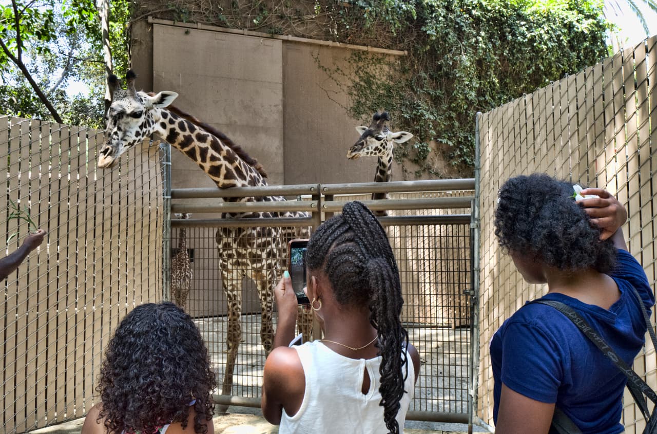 Esta especie que es la "más grande de las nueve subespecies de jirafas, se encuentran en África Oriental, es decir, el sur de Kenia y el norte de Tanzania", informó el Zoológico de Los Ángeles.