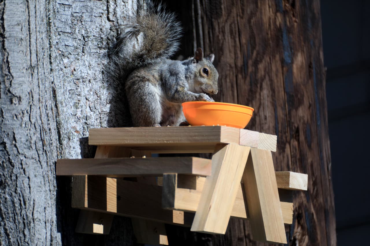 <b>Se pueden domesticar</b>: Se pueden tener en casa como mascotas. Te harán reír y verás que son muy entretenidas pero te aseguramos que nunca conseguirás eliminar su manía de morder cosas y puede ser que tu ropa esté más agujereada de lo que debería.
<br>