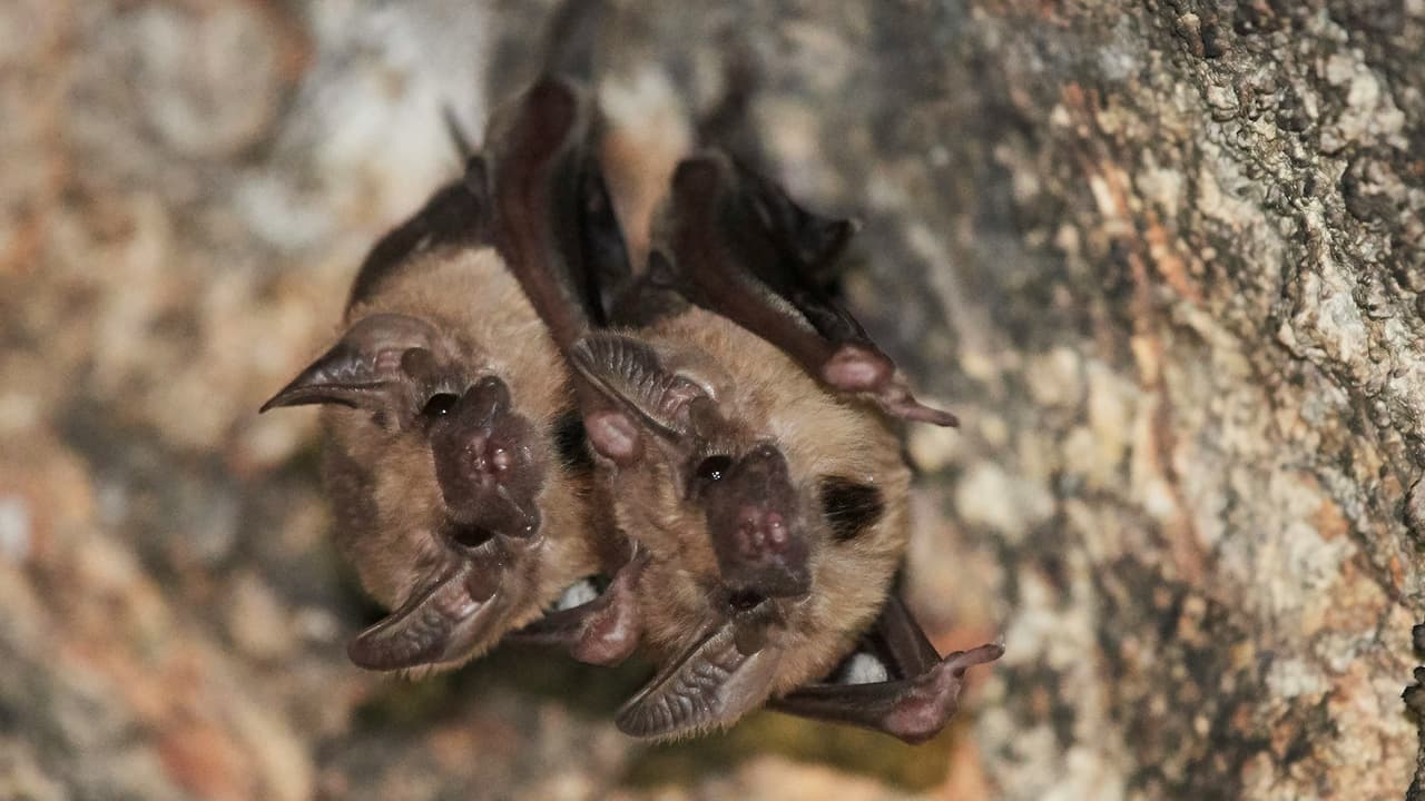 Hongo que ha matado millones de murciélagos se extiende al sur de California