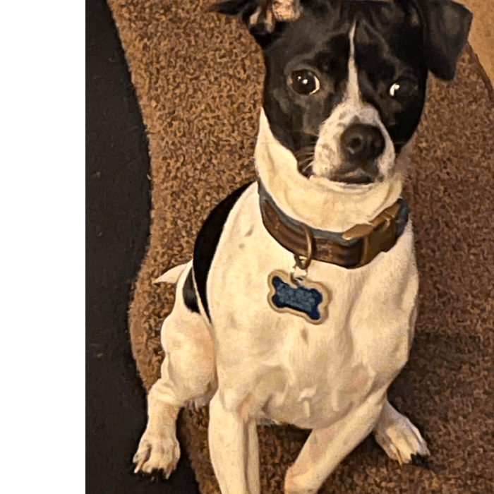 Mi perrito de 2 años se llama Kenzo lo amo mucho.