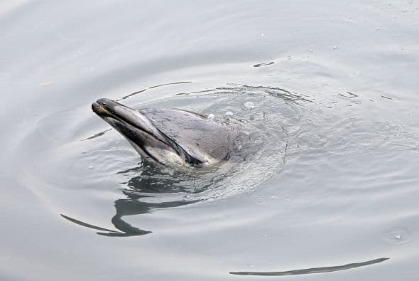 Delfin quedó atascado en canal contaminado en NY