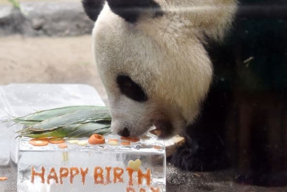 Y porque hasta los pandas cumplen años, aquí esta tierna celebración.