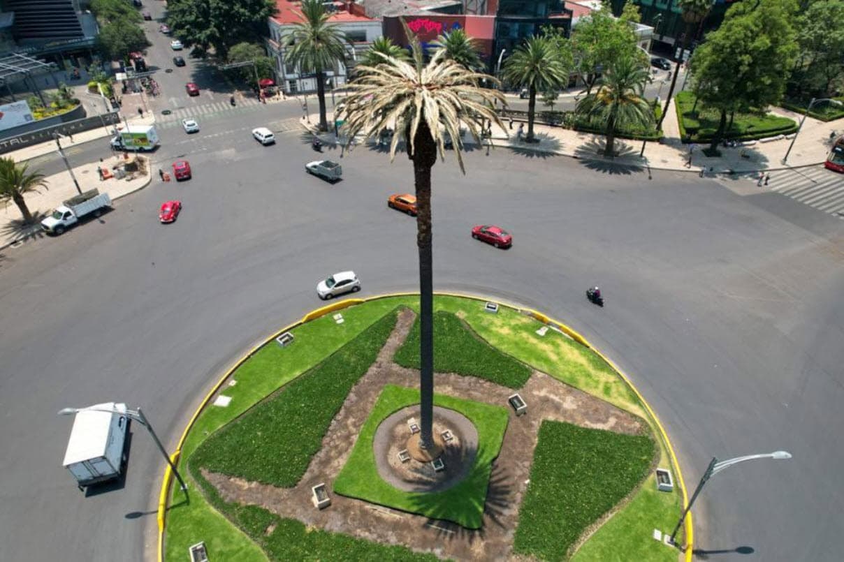 Para finalizar, Eugenio comparó el ahuehuete que se plantó en la avenida Paseo de la Reforma, en una zona turística de la ciudad, para sustituir a una palmera que tenía poco más de 100 años, la cual tuvo que retirarse porque estaba muerta debido a un hongo.
<br>