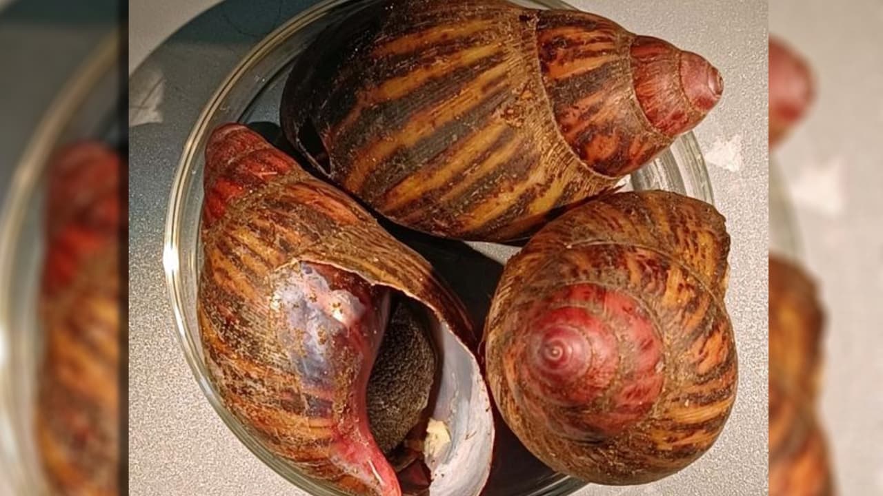 Los especialistas en agricultura de CBP que trabajan en el Aeropuerto Intercontinental George Bush en Houston interceptaron 15 caracoles terrestres gigantes vivos del equipaje de un pasajero que viajaba desde Nigeria e inicialmente solo declaró carne seca, pero luego modificó su declaración para incluir caracoles vivos. Encontraron tres bolsas de plástico con cierre hermético que contenían caracoles vivos con hojas frescas y alrededor de un cuarto de libra de carne de res. Los caracoles fueron entregados al USDA, que los identificó como caracoles terrestres gigantes, también conocidos como caracoles raspadores de plátano.