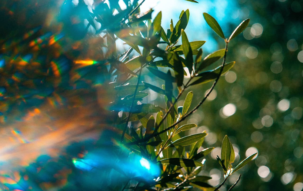 <b>Jardines de Crystal: </b>Un escenario impresionante en cualquier temporada del año. Jardines de Crystal tiene más de 80 palmeras, fuentes extravagantes, follage verde, y lo mas atractivo de todo es el atrio de cristal de seis pisos que contiene escenas naturales.