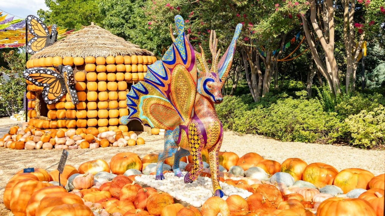 <h3 class="cms-H3-H3">Lo que debes saber si quieres ir </h3>
<b>Fechas: </b>Del 20 de septiembre al 2 de noviembre de 2025. 
<br>
<b>Lugar:</b> Dallas Arboretum and Botanical Garden, a orillas de White Rock Lake. 
<a href="https://maps.app.goo.gl/4GFUJR2kTmecSuNy7" target="_blank">8525 Garland Rd, Dallas</a>
<br>
<b>Entrada:</b> 
<a href="https://tickets.dallasarboretum.org/dallasarboretum/events" target="_blank">$25.95 adultos, $21.95 niños de 2 a 12 años; menores de 2 entran gratis.</a> 
<br>
<b>Descuentos: </b>Acceso comunitario disponible. 
<a href="https://www.dallasarboretum.org/" target="_blank">Más info aquí</a>