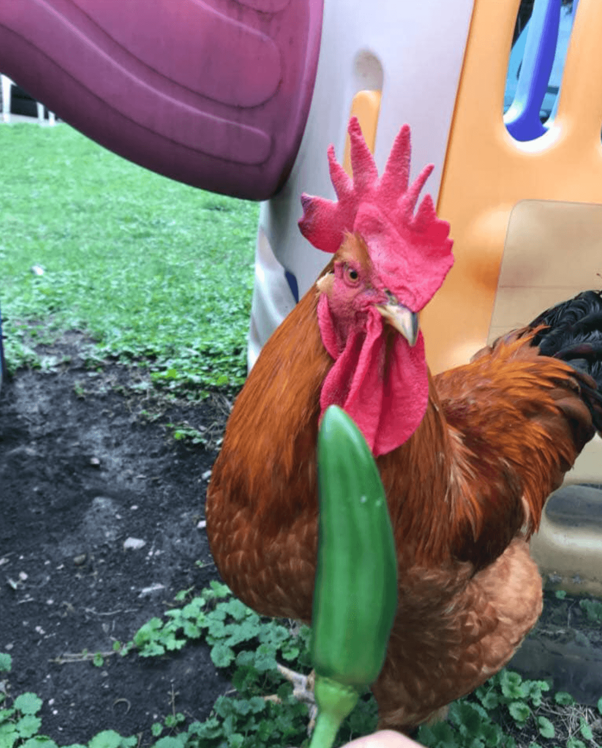 MG de Cicero, Illinois