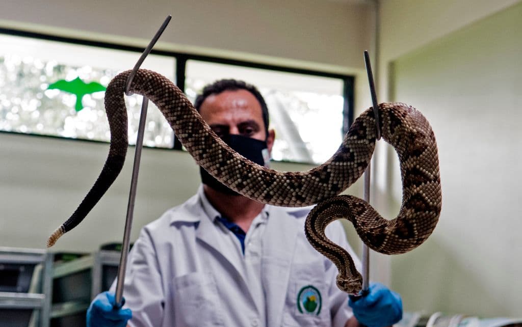 “Un ejemplo de una discapacidad o lesión permanente (por un ataque de una culebra cascabel) es la incapacidad de usar un dedo, perder parte del mismo”, según los CDC.