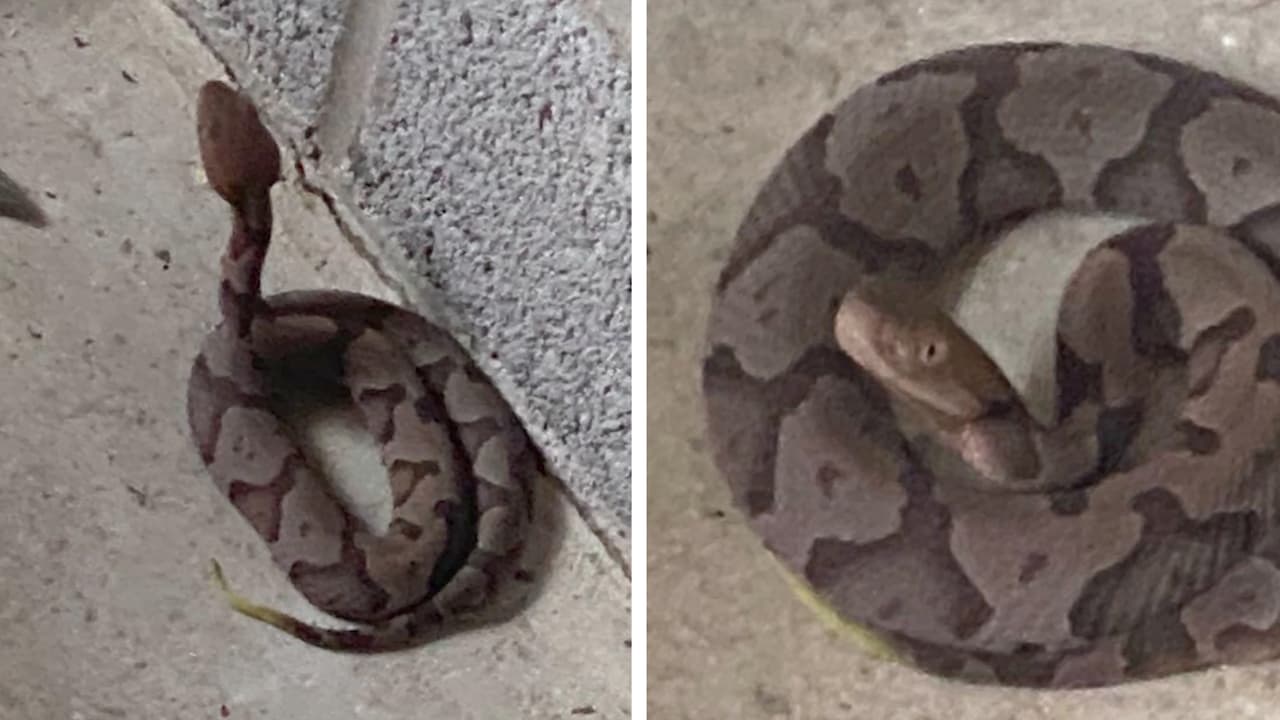 - No permita que interactúen con animales salvajes.