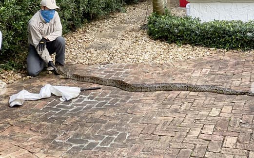 Hallan enorme pitón de 9 pies de largo en una casa de Coral Gables 