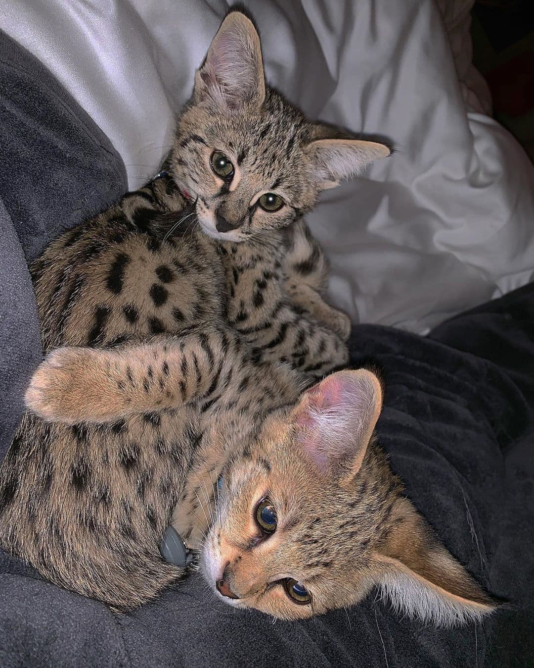 "Cuando millones de animales pierden la vida cada año porque no hay suficientes personas que adopten, en lugar de elegir comprar, la crisis de sobrepoblación de animales es un 'problema real'. Eso es lo que 'apesta'", comentó en su declaración.