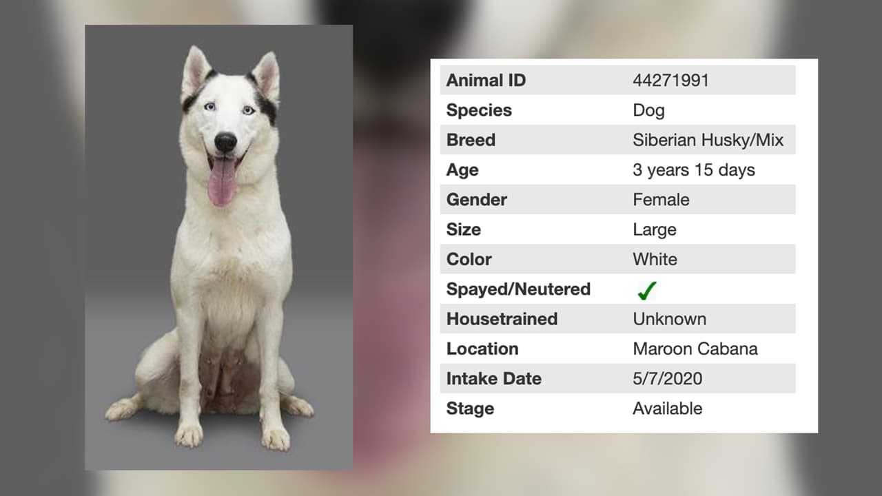 Harkley Quinn es una perrita mezcla de husky siberiano y tiene 3 años.