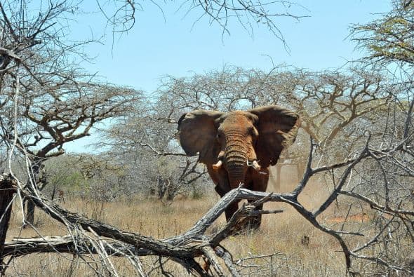 También se quiere formar un equipo de perros rastreadores que ayuden a identificar el marfil en los puertos de salida del país.