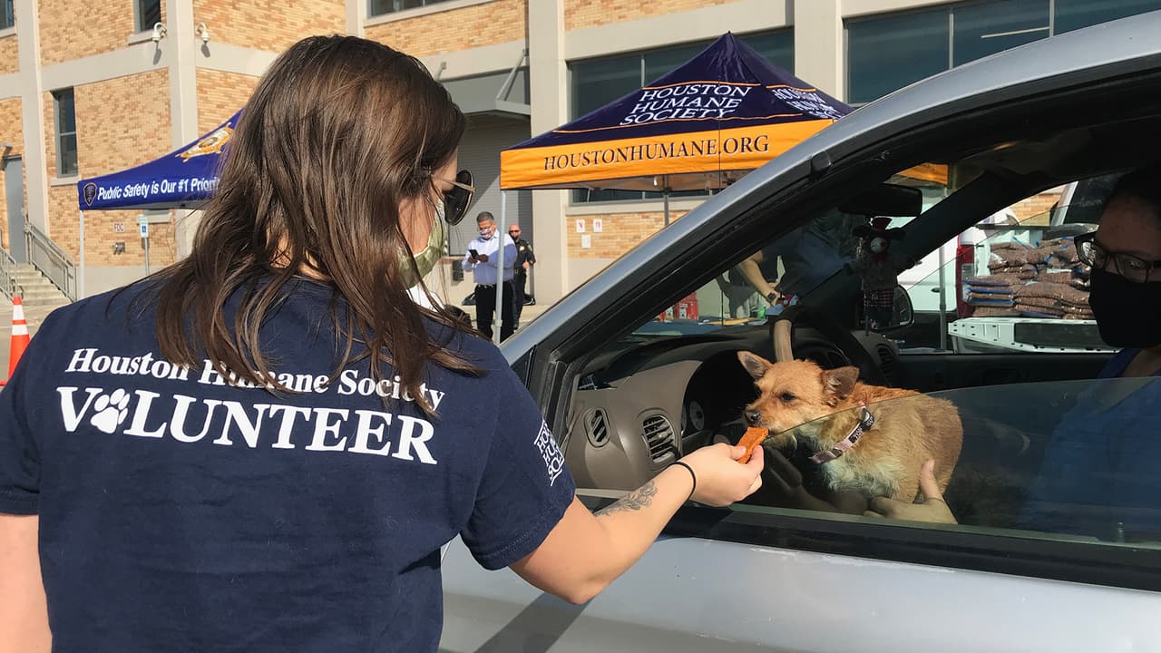 Entre estos servicios se encuentran el programa gratuito de esterilización o castración de animales.