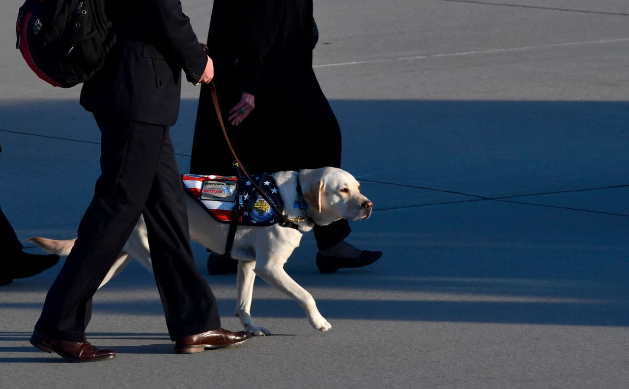 George W H Bush siempre tuvo mascotas en su hogar. Durante su paso por la Casa Blanca (1989-1993) tuvo dos perros de raza Springer Spaniel Inglés: Millie y Ranger.