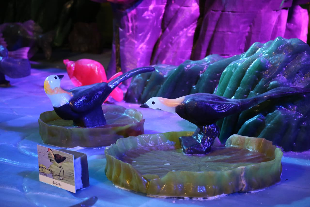 La jacana, un tipo de ave zancuda que se encuentra en todas las regiones tropicales del mundo.