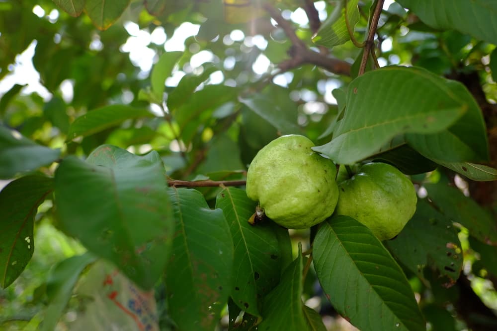 Las hojas de guayaba trituradas, de la misma manera, pueden ser aplicadas no sólo en heridas, sino también en áreas con acné o espinillas. Una mascarilla con ellas también ayuda a mejorar la apariencia del envejecimiento prematuro.