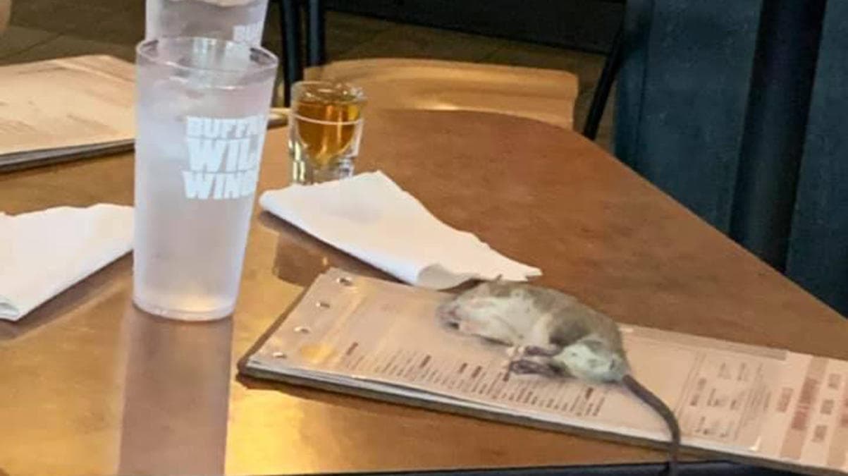 Las ratas no solo infunden miedo entre las personas aprensivas, sino que también pueden ser un problema de salud pública.