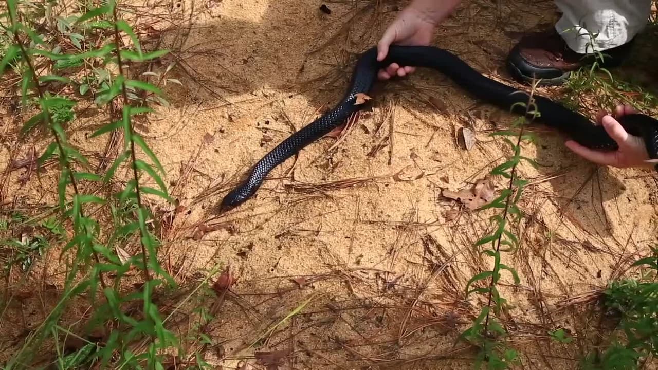 La inusual apuesta de Florida por salvar a la serpiente más larga de EEUU