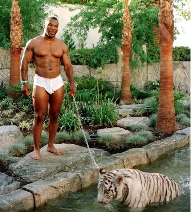 Otro amante de los tigres es
<b>Mike Tyson</b>, quien compró tres tigres de bengala por 70 mil dólares cada uno, y los mantuvo como mascotas en su casa.