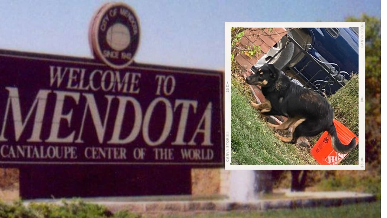 Jauría de perros callejeros ataca a residentes de Mendota. Piden ayuda a las autoridades